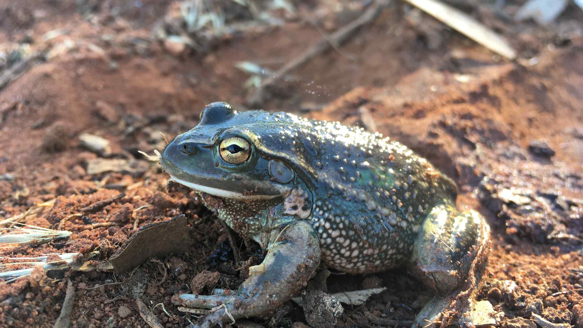 Another first for Sustainable Farms long-term monitoring – ANU