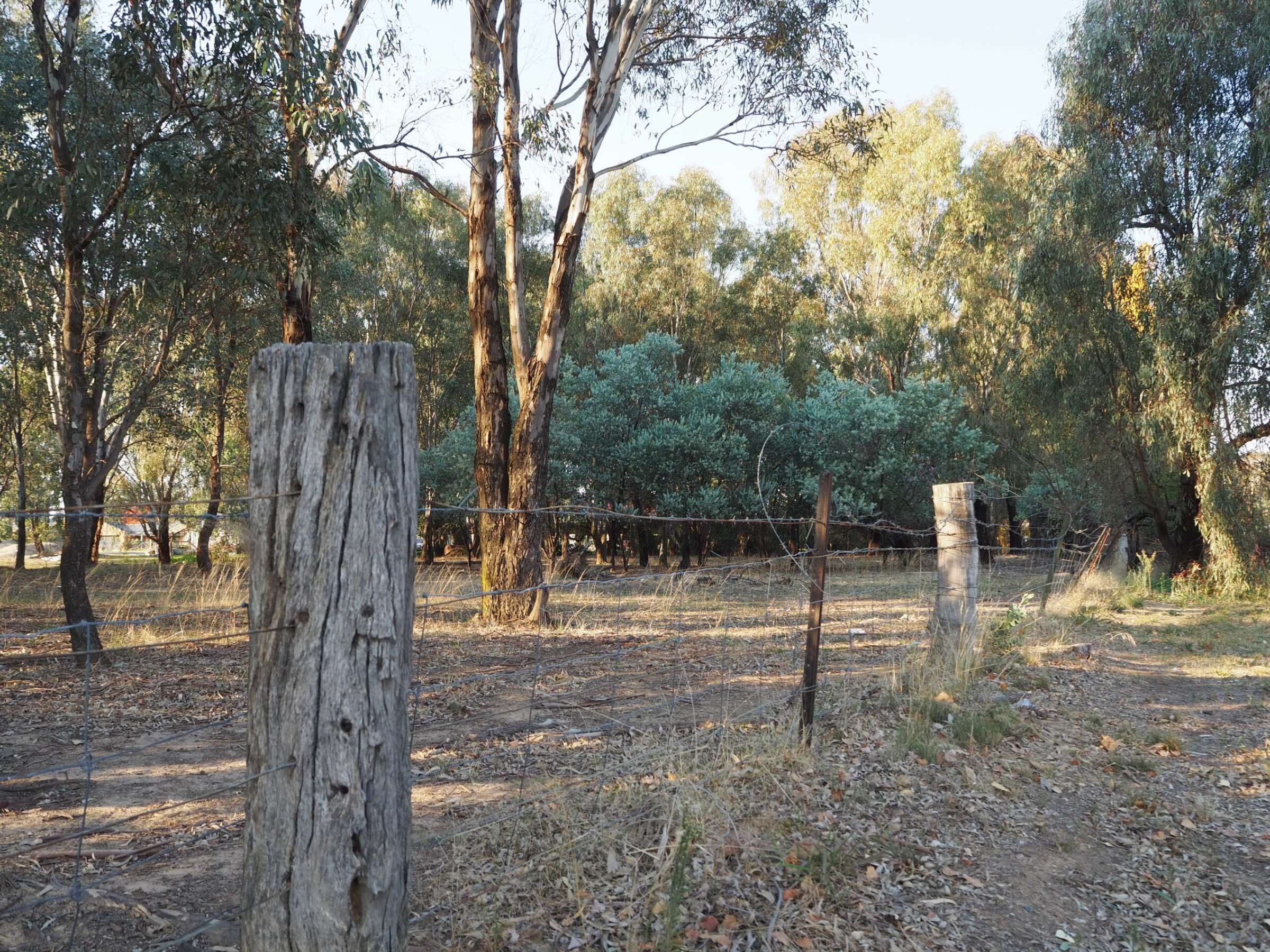 Fenced area of roadside vegetation