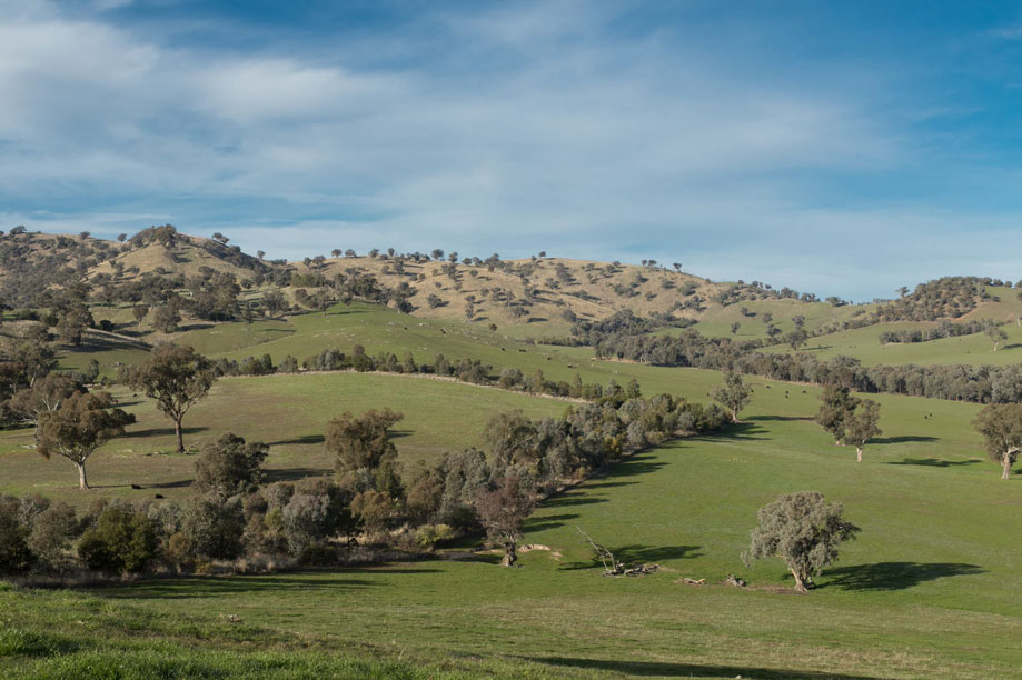 Shelterbelts intersect in the landscape