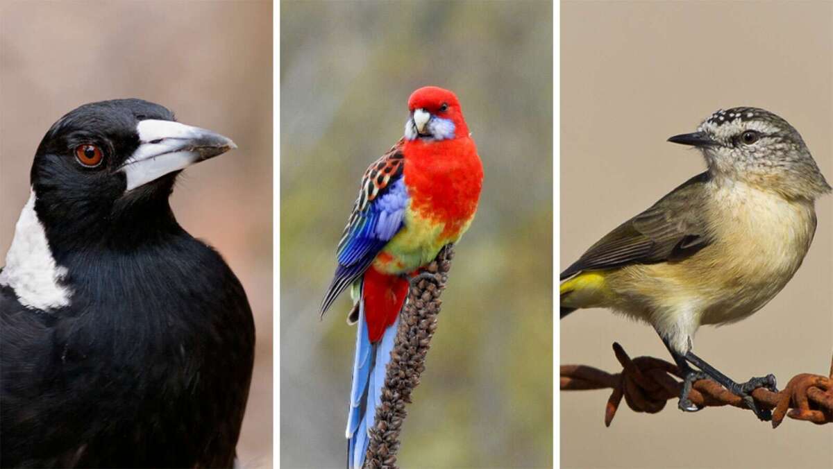 The Bird Checker app: estimate bird occupancy on farms – ANU