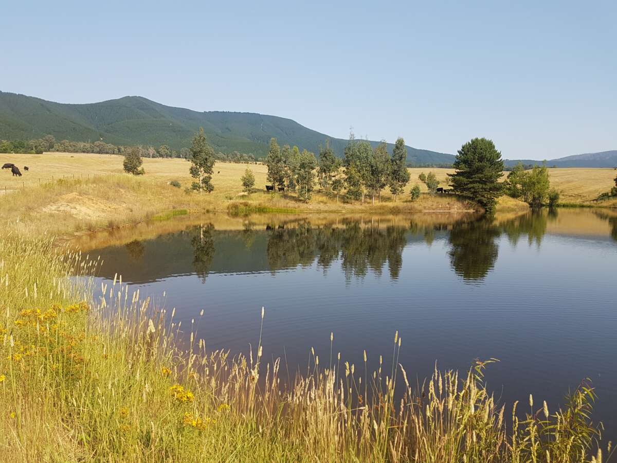 Photo of a fenced dam with stock visible under the trees behind a fence on the far bank.