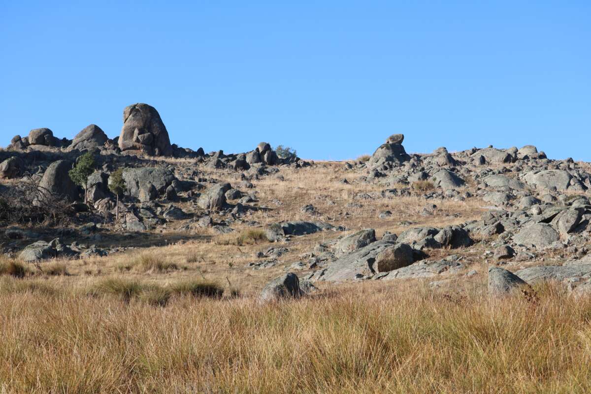 A grazed rocky outcrop