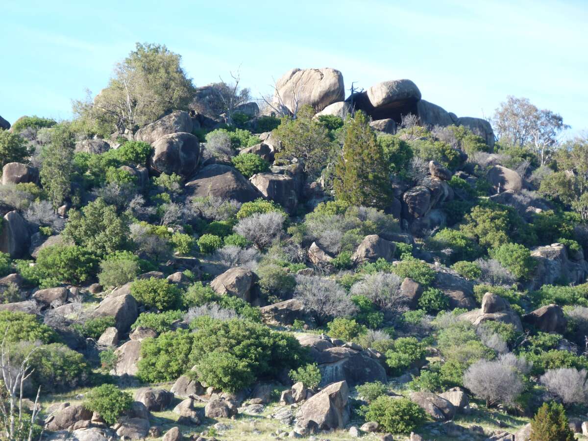 A rocky outcrop with lots of shrubs