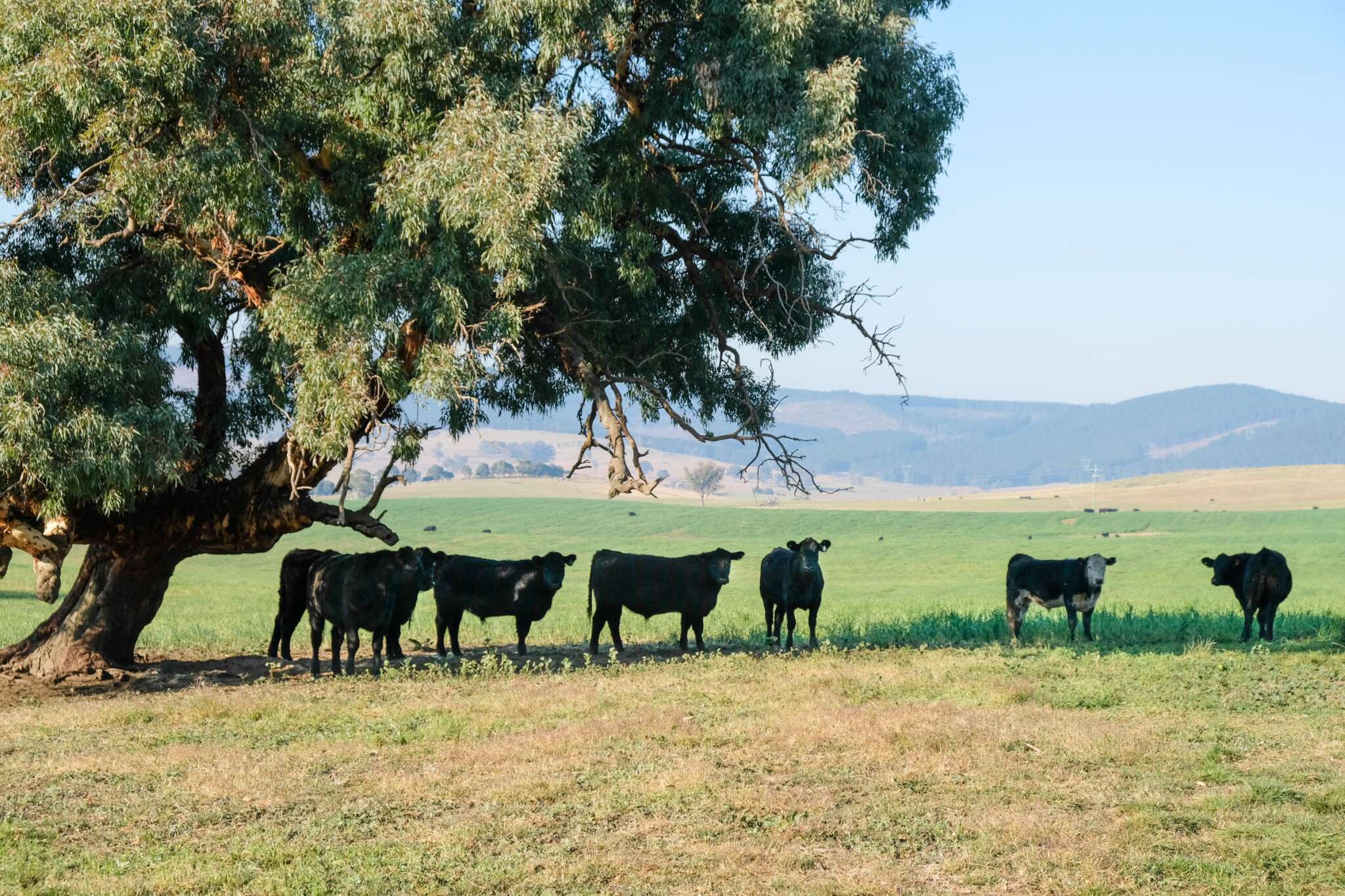 Protect and restore paddock trees ANU Sustainable Farms