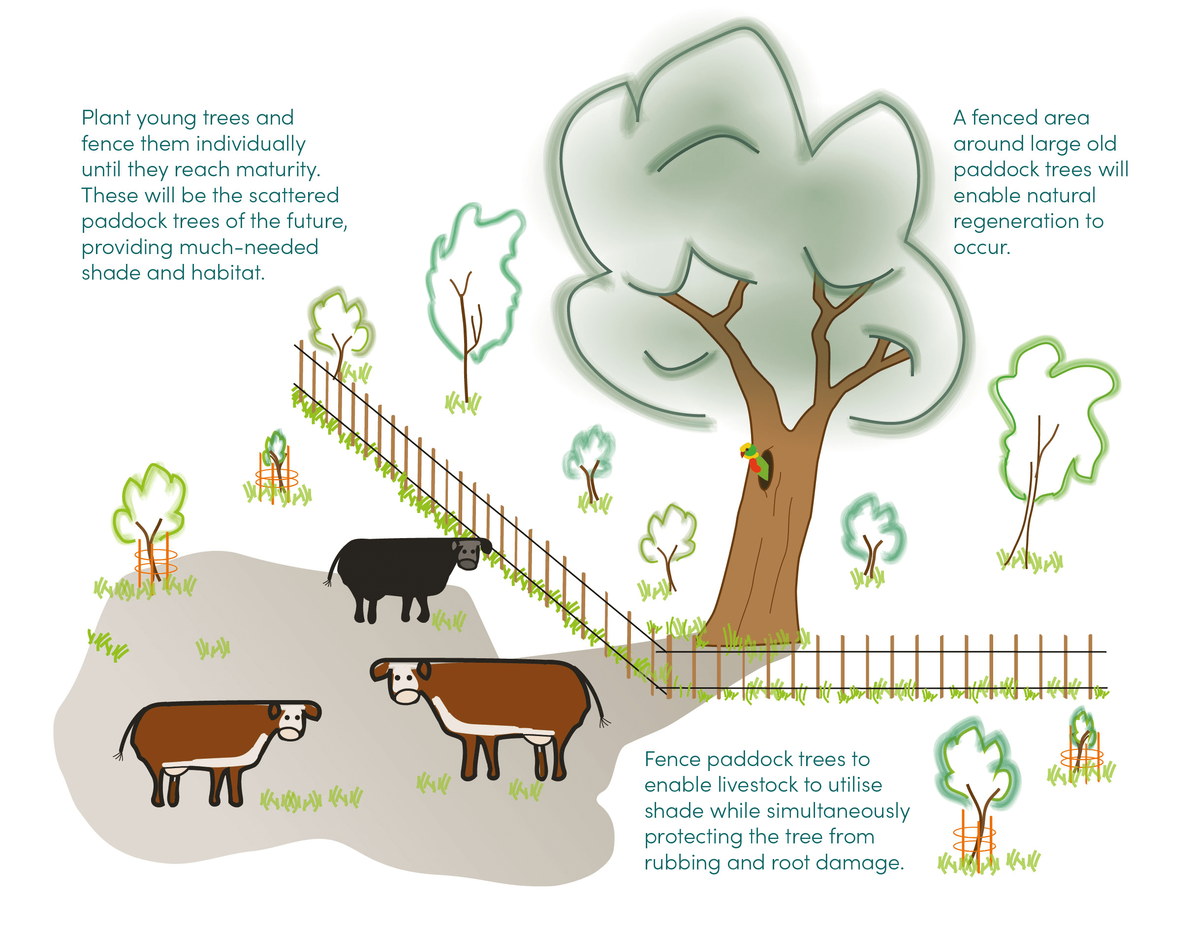 Protect and restore paddock trees – ANU Sustainable Farms