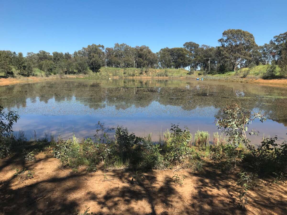 Enhancing farm dams field day Lockhart NSW ANU Sustainable Farms